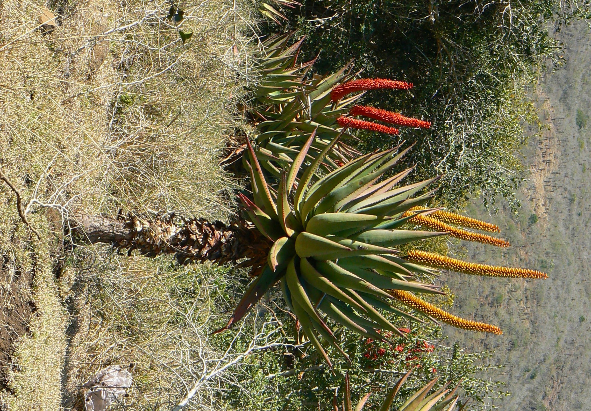 Aloe_ferox2.jpg