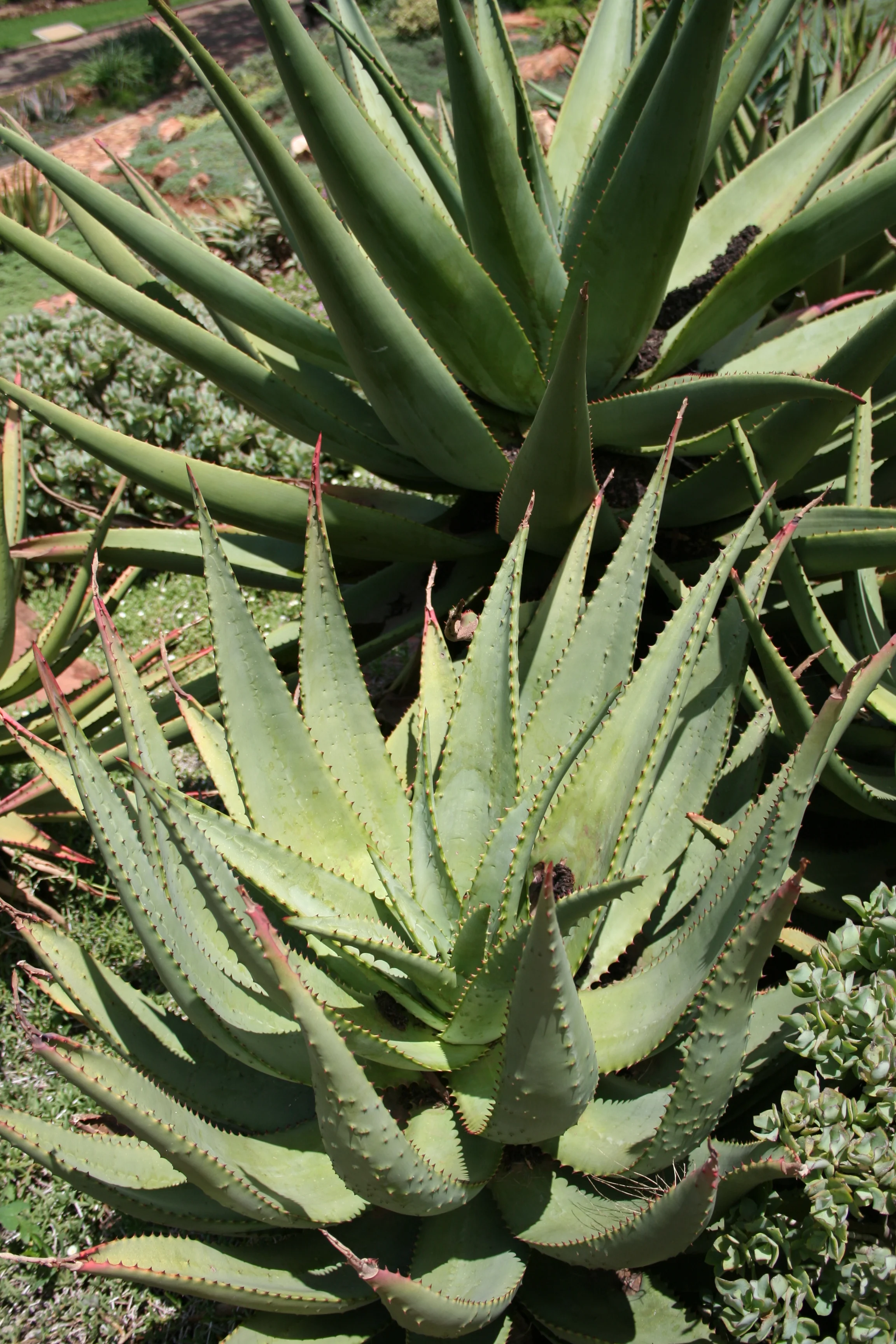 Aloe_ferox_IMG_2679.JPG