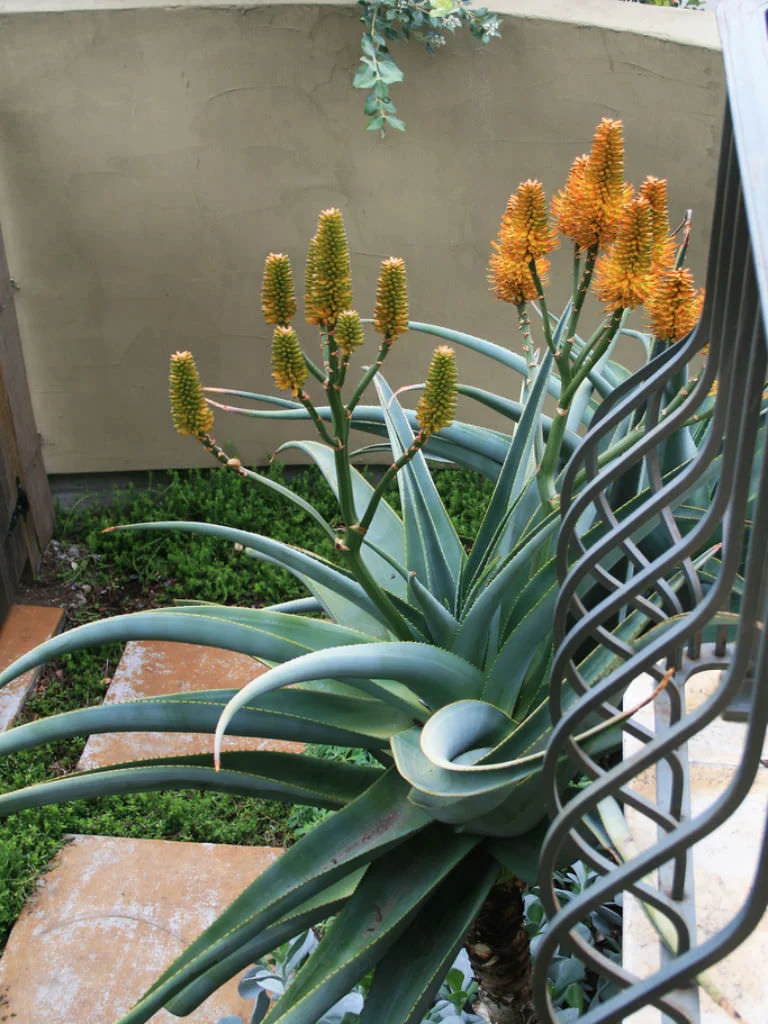 aloe vera feigwarzen Aloe vera Duo