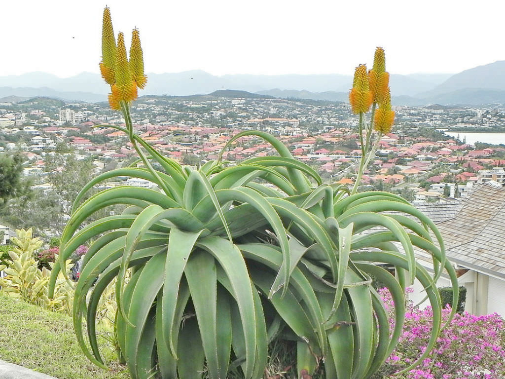 Aloe-thraskii-Dune-Aloe1.jpg