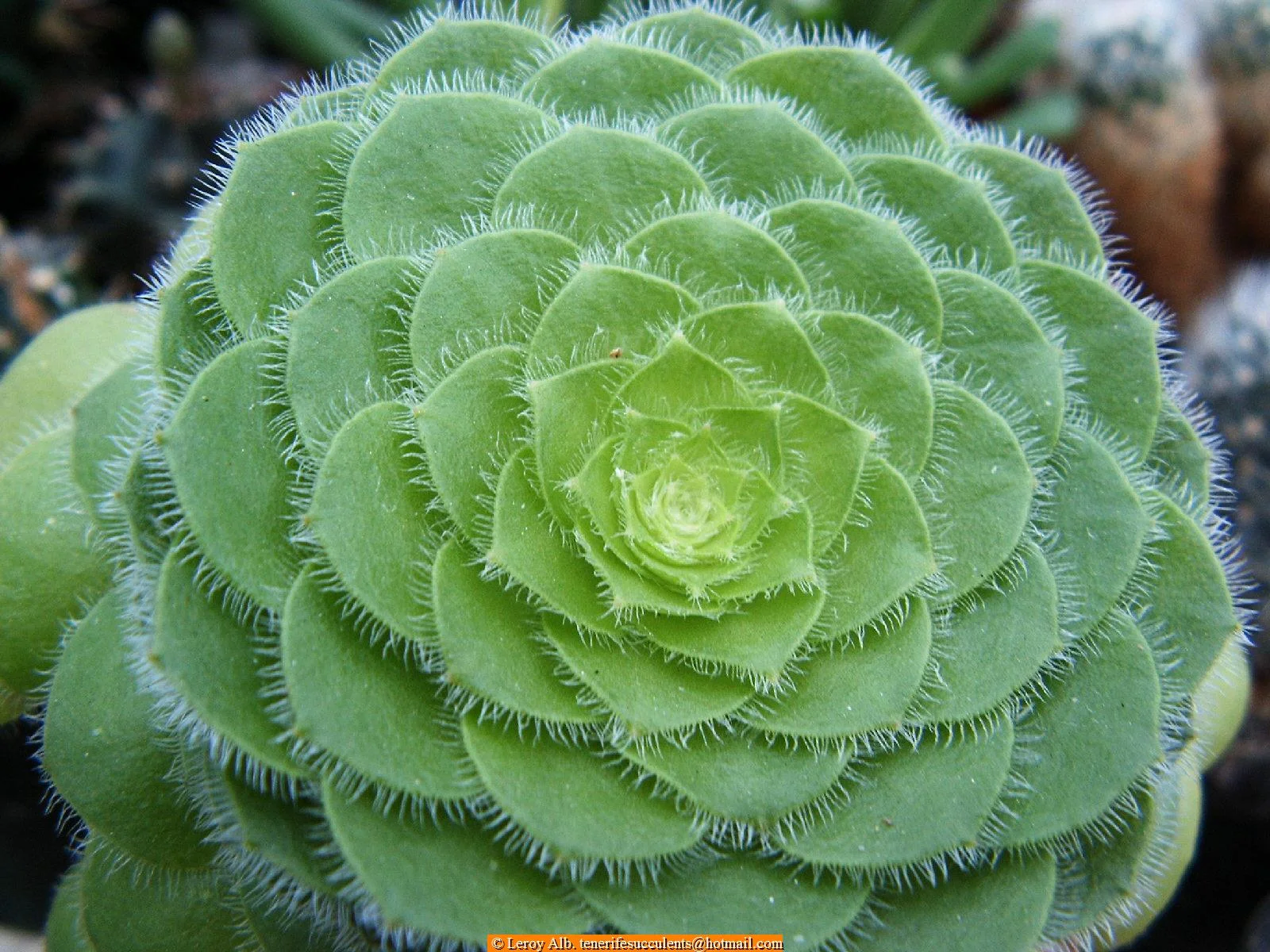 Dinner Plate Aeonium - 20 seeds