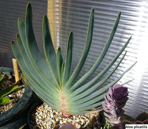 Fan aloe - 5 seeds  rareplant