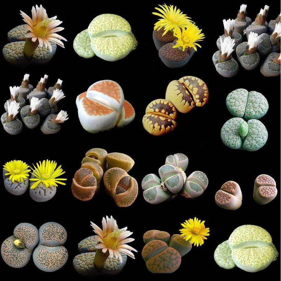 Lithops species mix 10，50，100 seeds  succulent cactus living stones CombSH C71