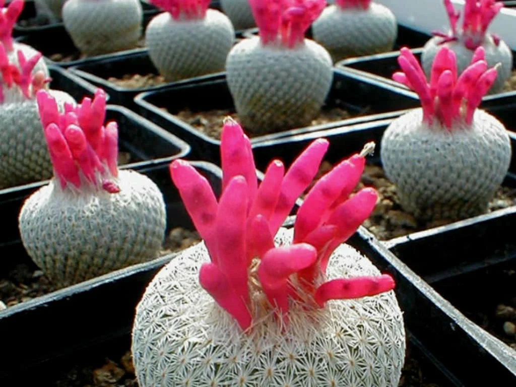 Button cactus - 10 seeds  rareplant