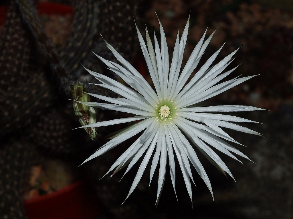 Flower of prayer - 10 seeds  rareplant