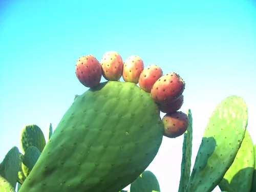 Indian fig cactus - 10 seeds  rareplant
