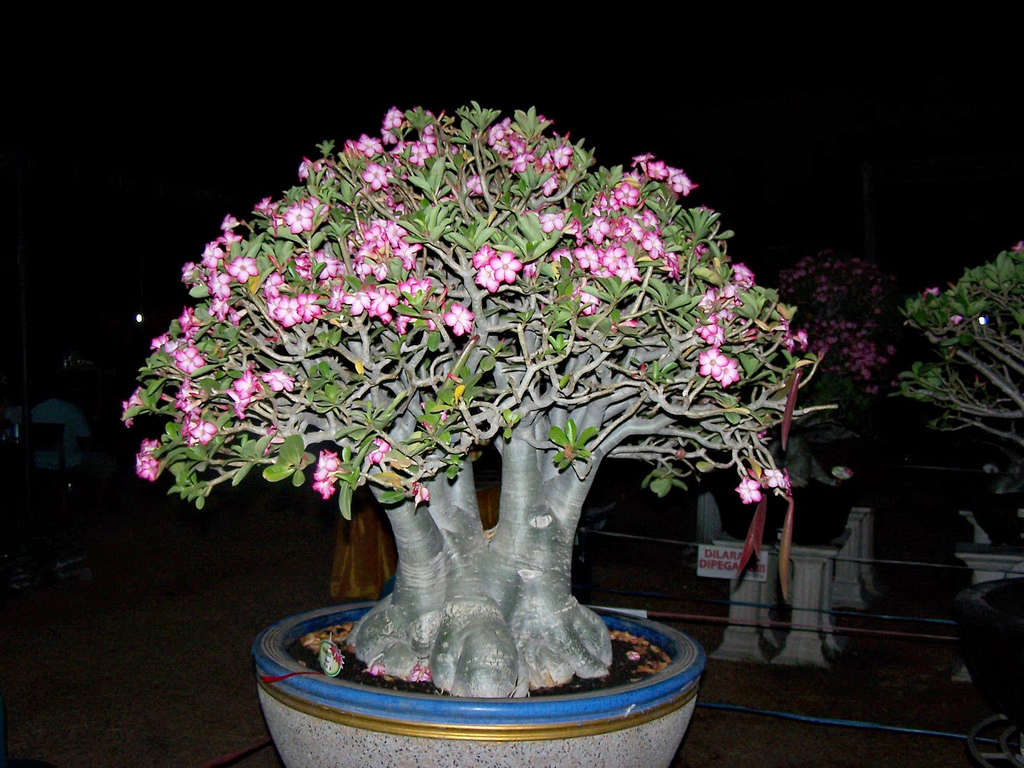 Adenium arabicum - 5 seeds  rareplant