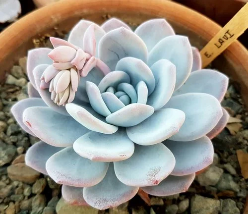 Echeveria laui - 20 seeds