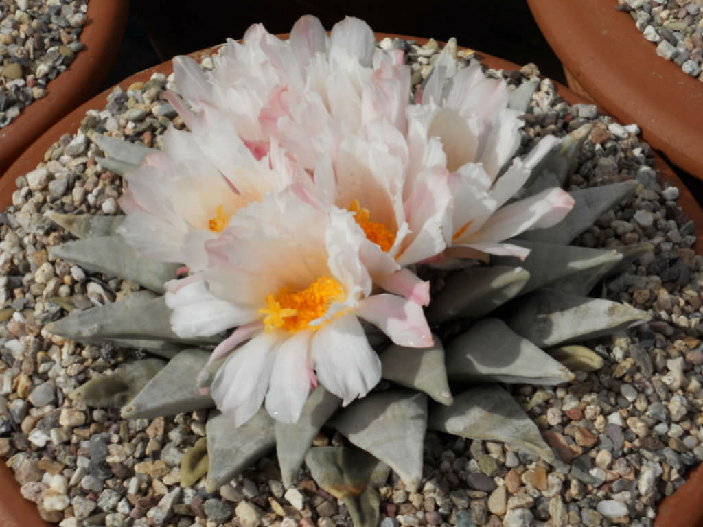 Ariocarpus-retusus-Star-Rock1.jpg
