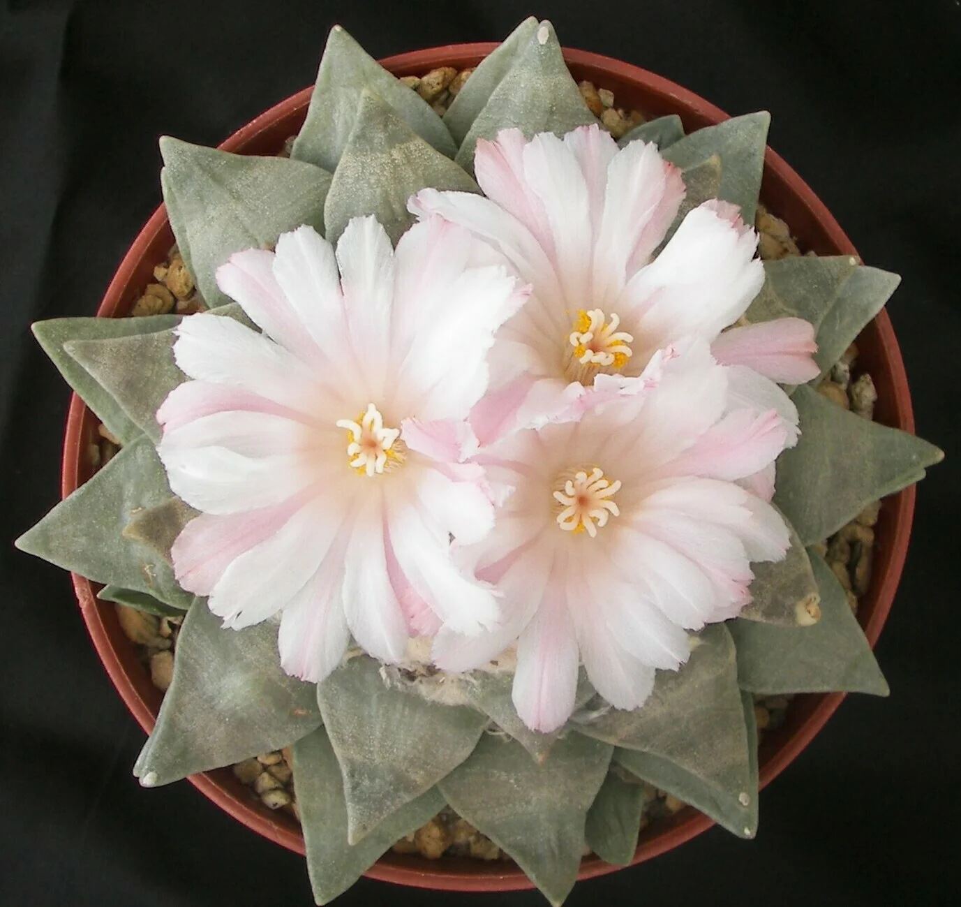 thumbnail image 2 of Haworthia Mix – 100 Rare Seeds, Exotic Living Stones Succulent Cactus Flower 2 of 5