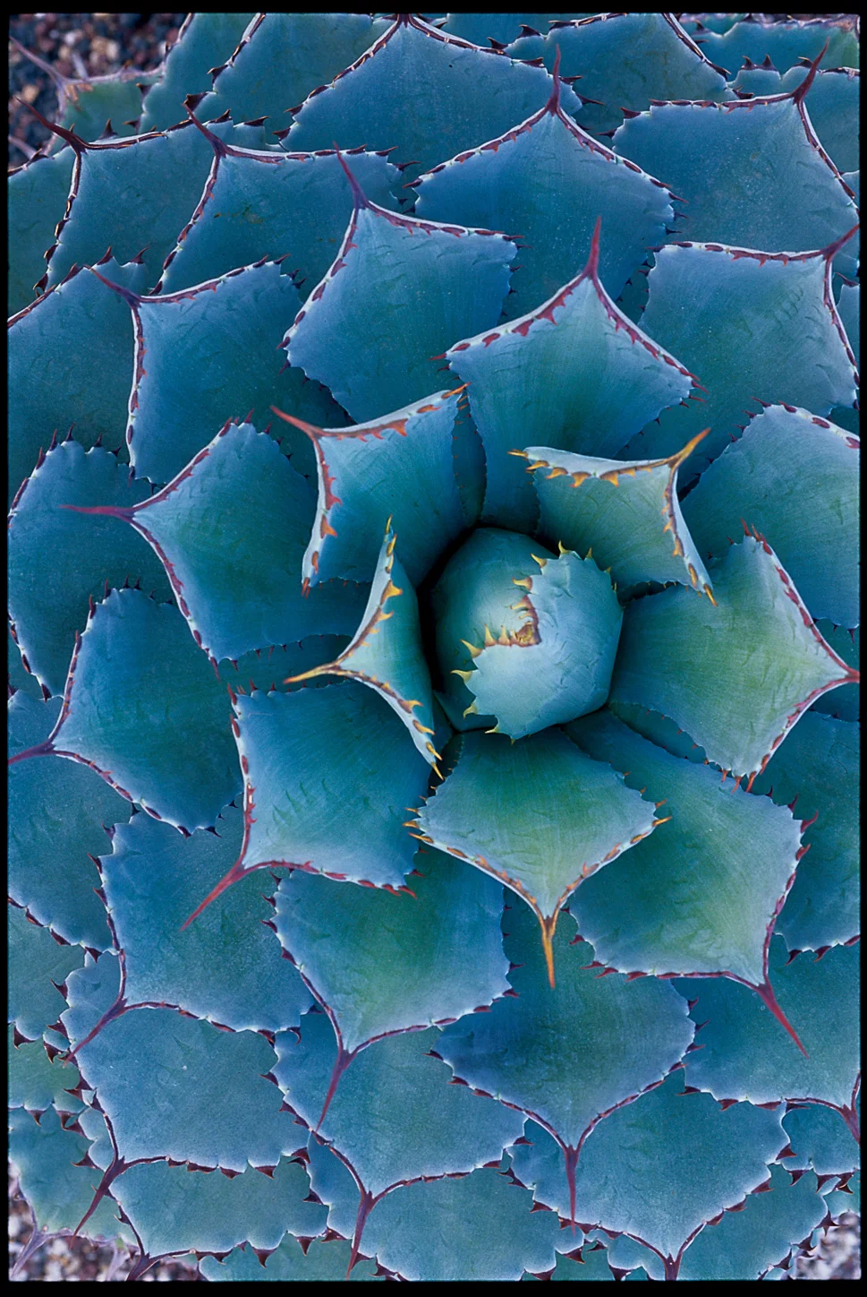 agaves-ss6.jpg