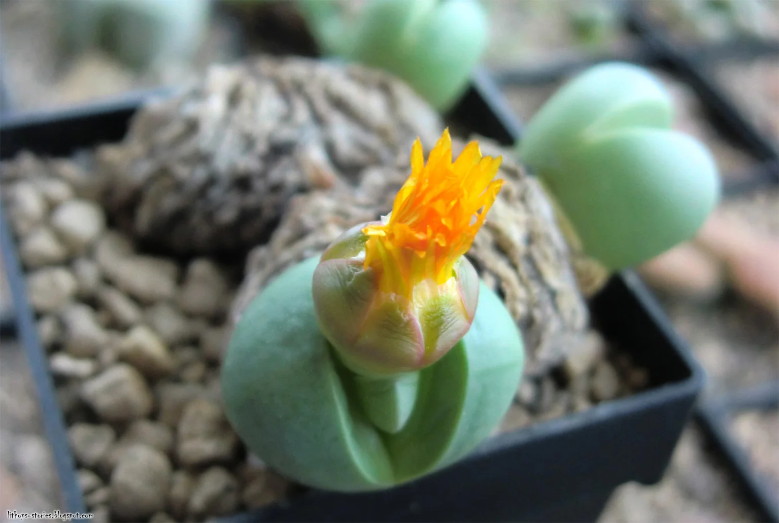 Argyroderma crateriforme_412.jpg
