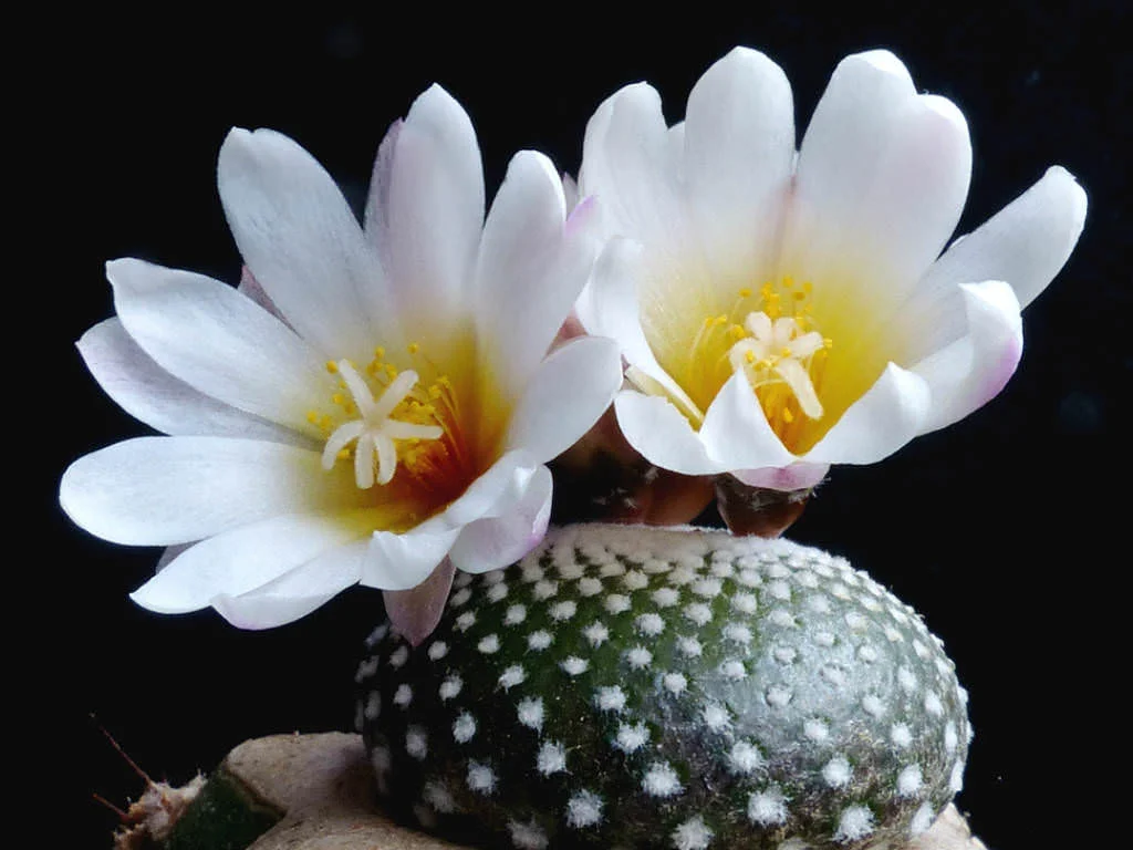 Blossfeldia-liliputiana4.jpg