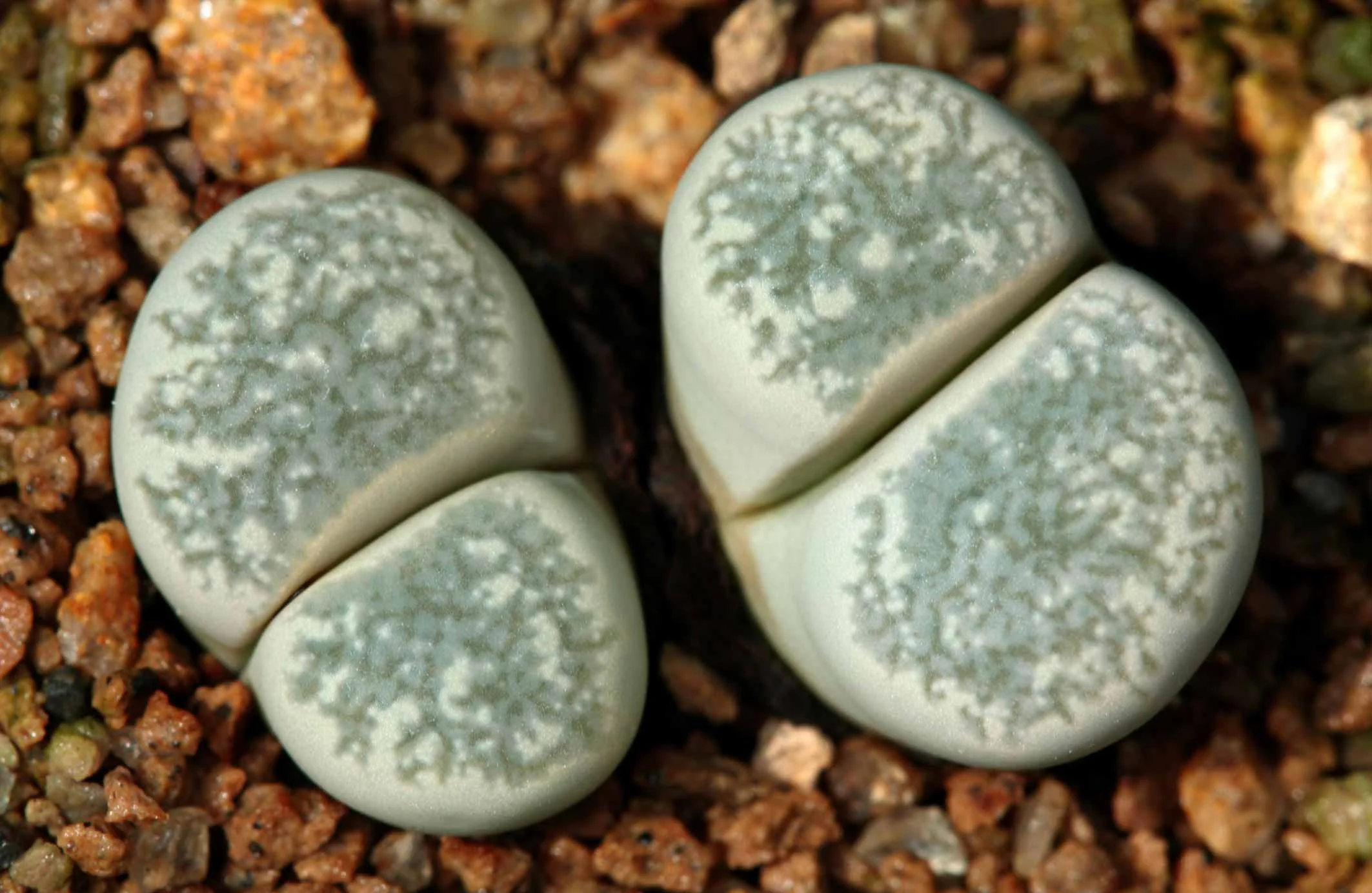 lithops-herrei-c355-2011.jpg