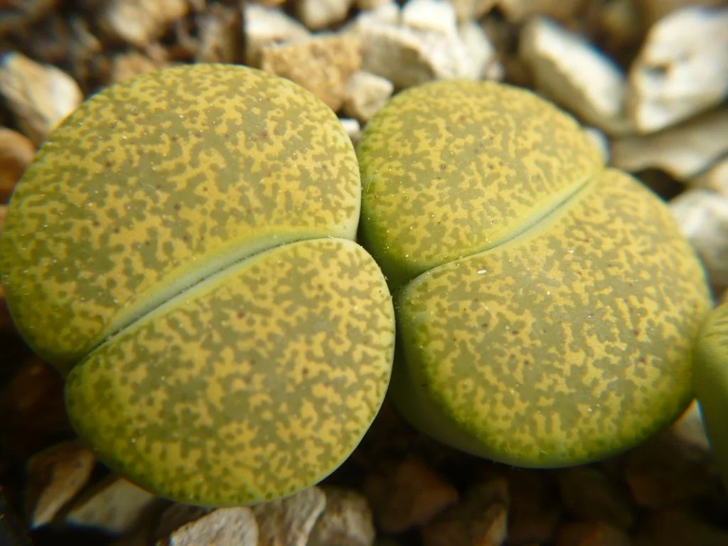 Lithops lesliei cv Albinica - 20 seeds