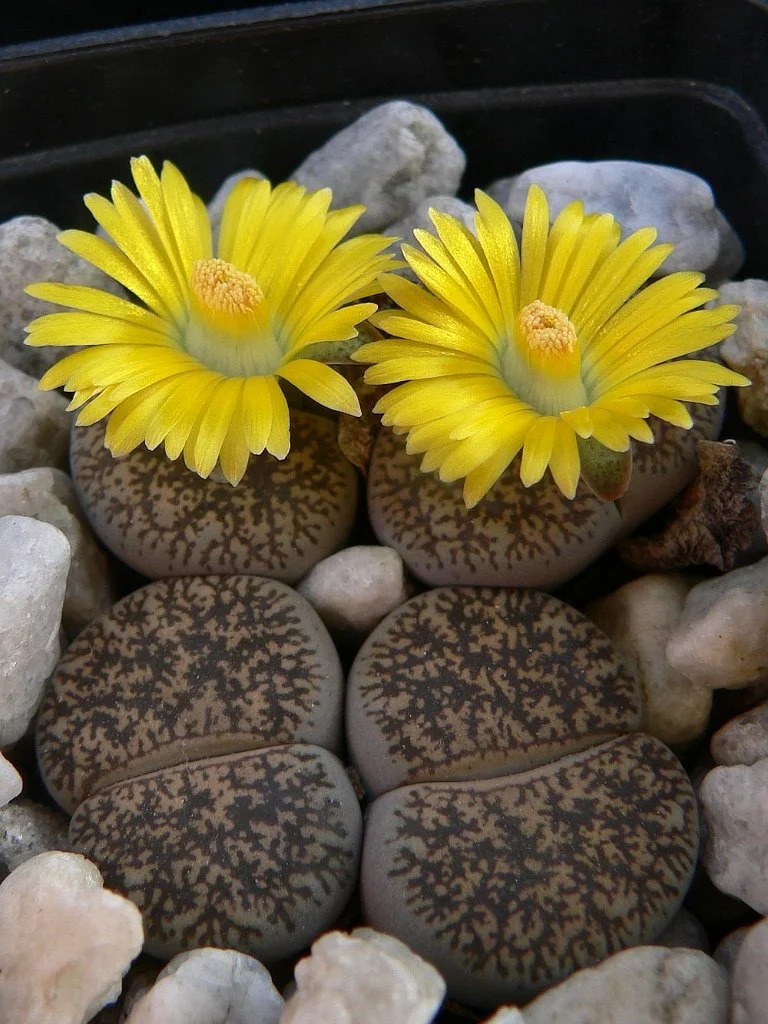 Lithops lesliei, Kimberly f., C 341.jpg