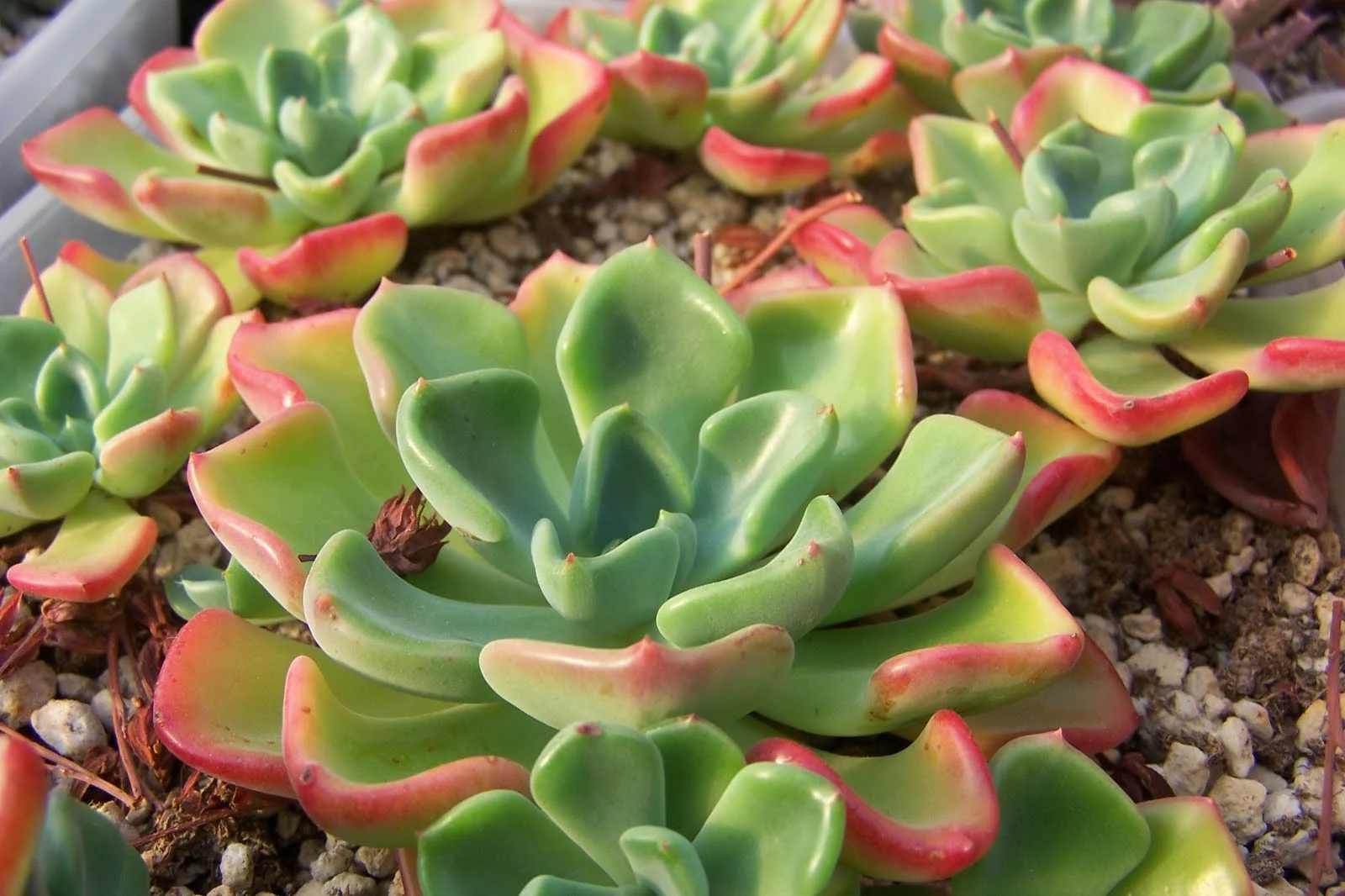 Echeveria setosa v oteroi - 20 seeds