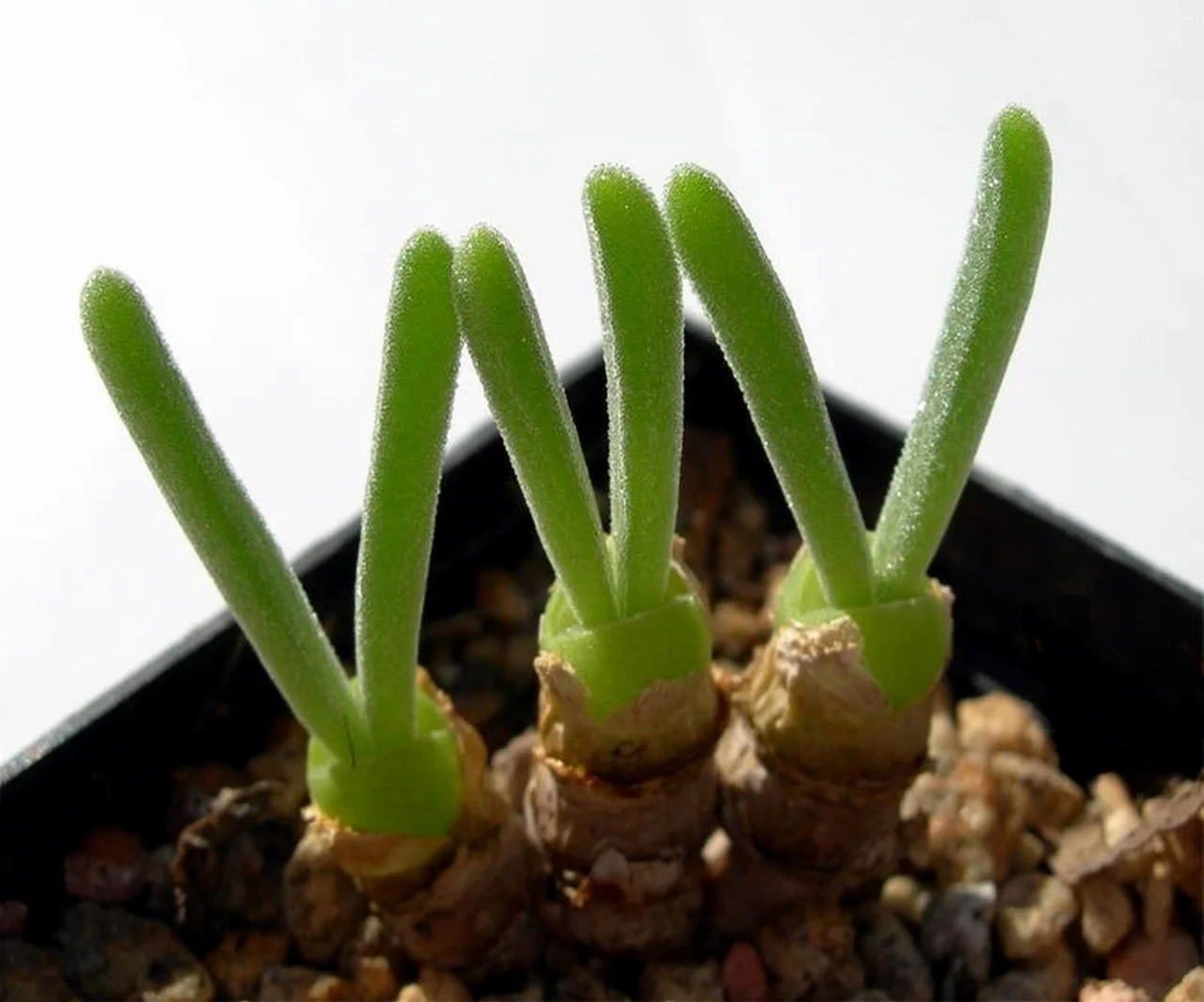 Monilaria moniliformis - 20 seeds  rareplant