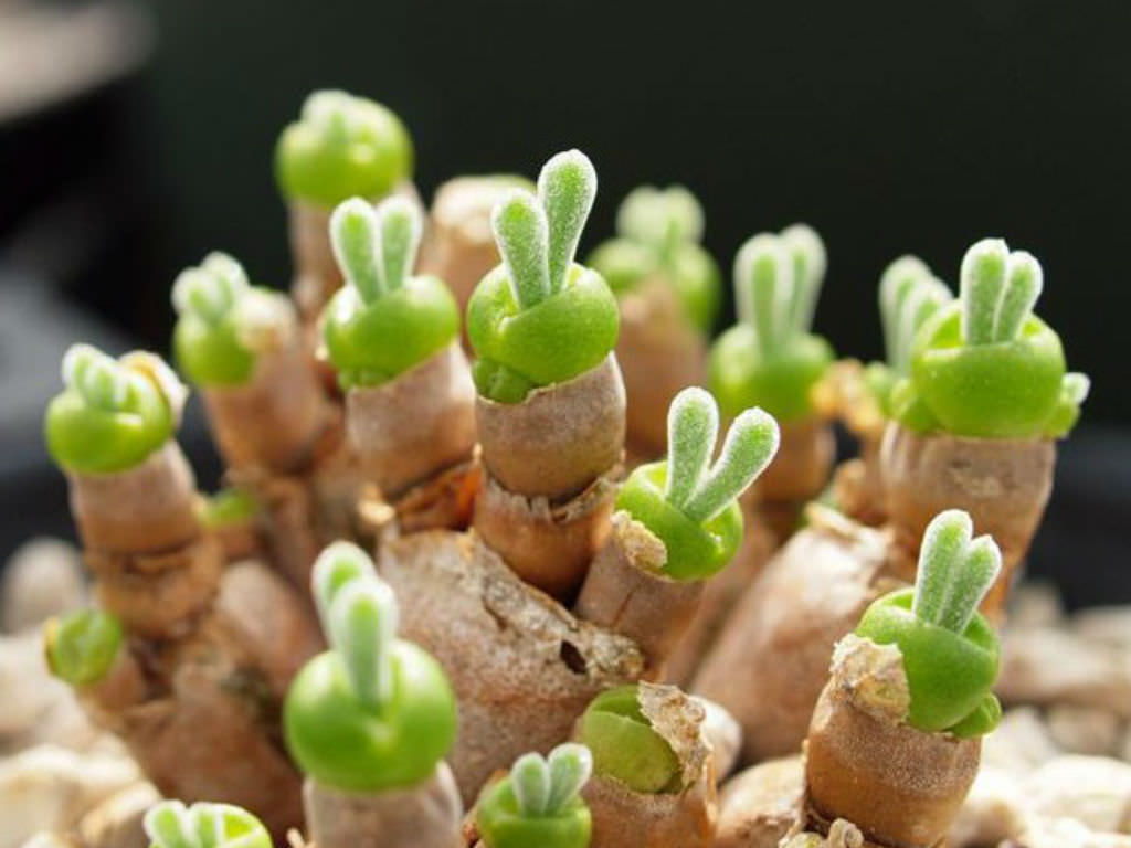 Monilaria-moniliformis-String-of-Pearls1.jpg