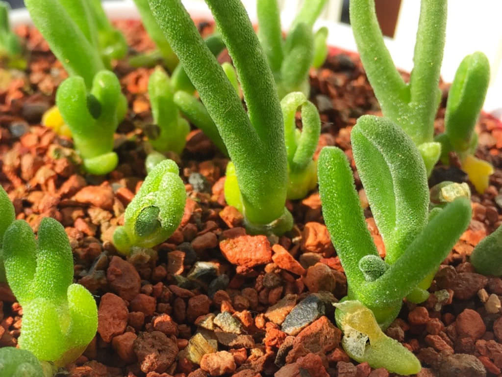 Monilaria-moniliformis-String-of-Pearls2.jpg