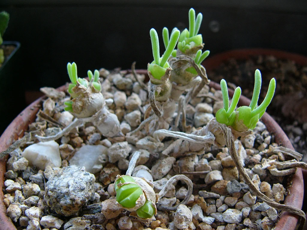 Monilaria moniliformis - 20 seeds  rareplant