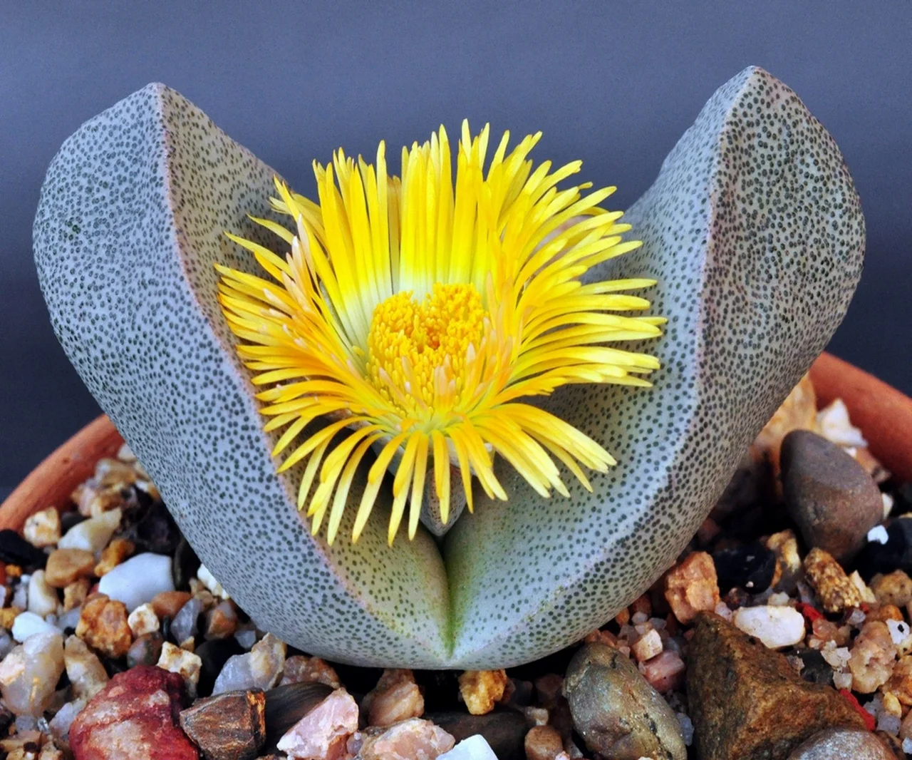 Pleiospilos bolusii - 20 seeds