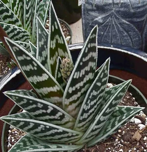 Tiger aloe - 5 seeds  rareplant