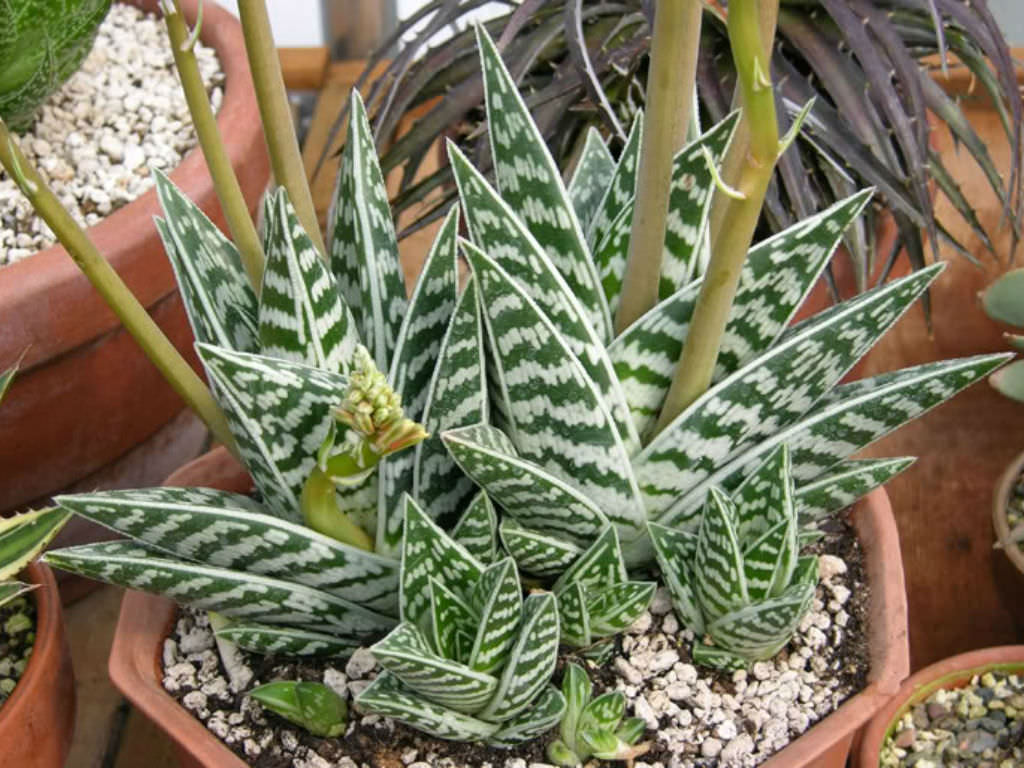 Aloe-variegata-Tiger-Aloe-Partridge-Breast-Aloe.jpg