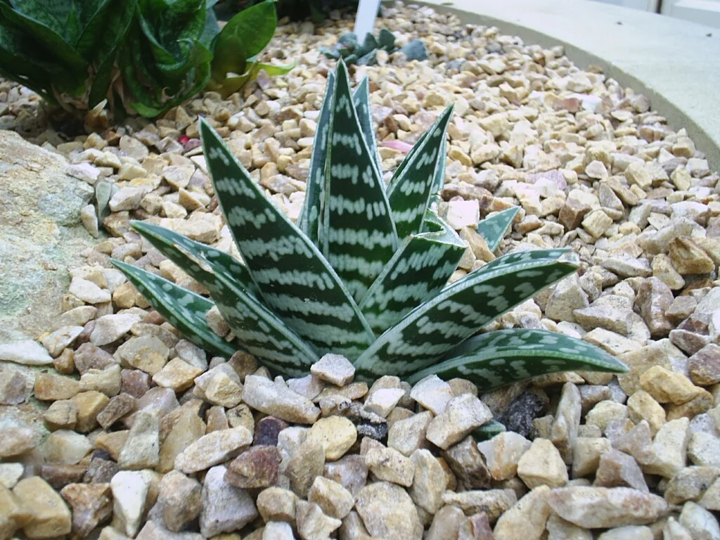 Tiger aloe - 5 seeds  rareplant