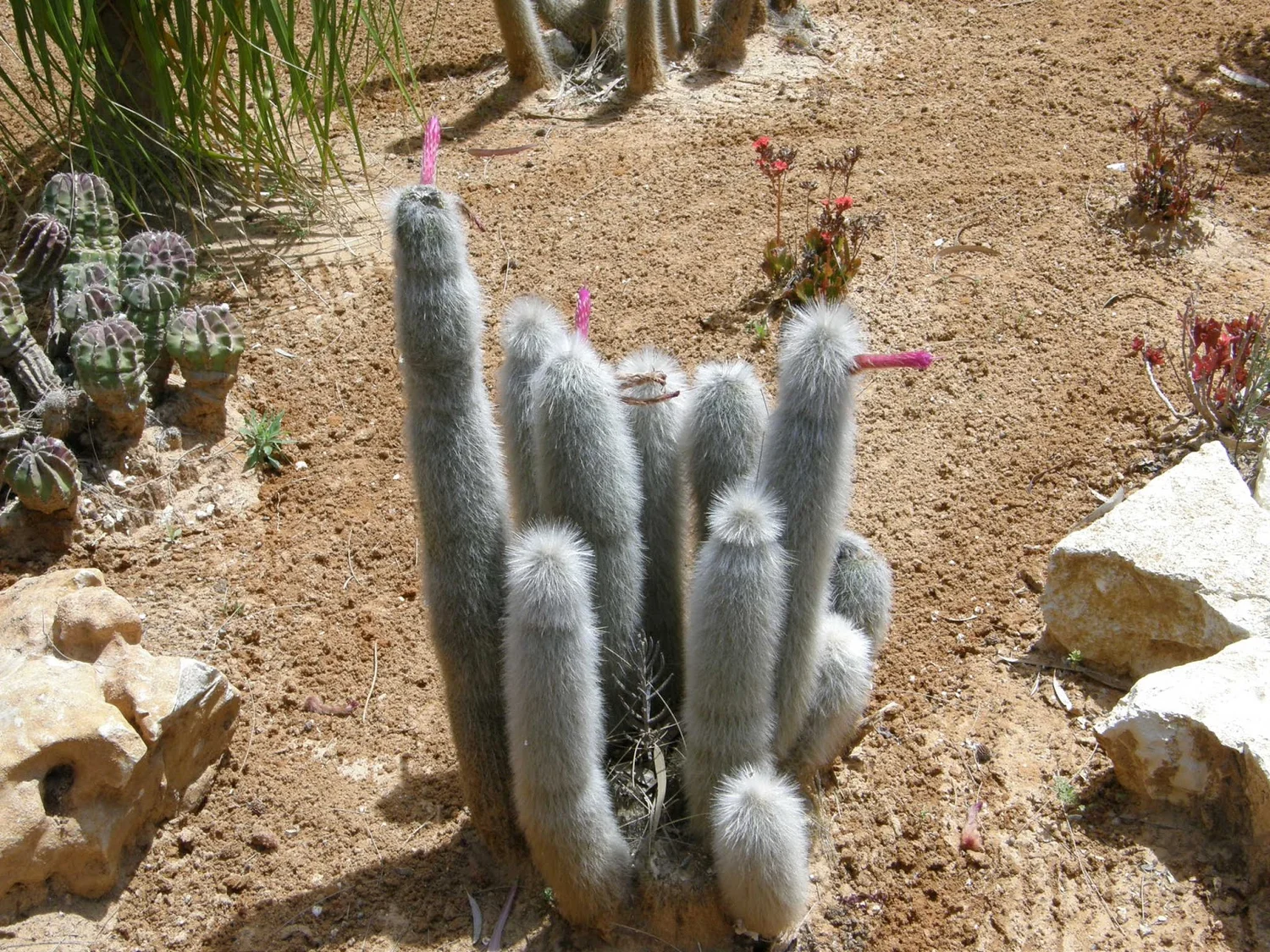 Silver torch cactus - 10 seeds  rareplant