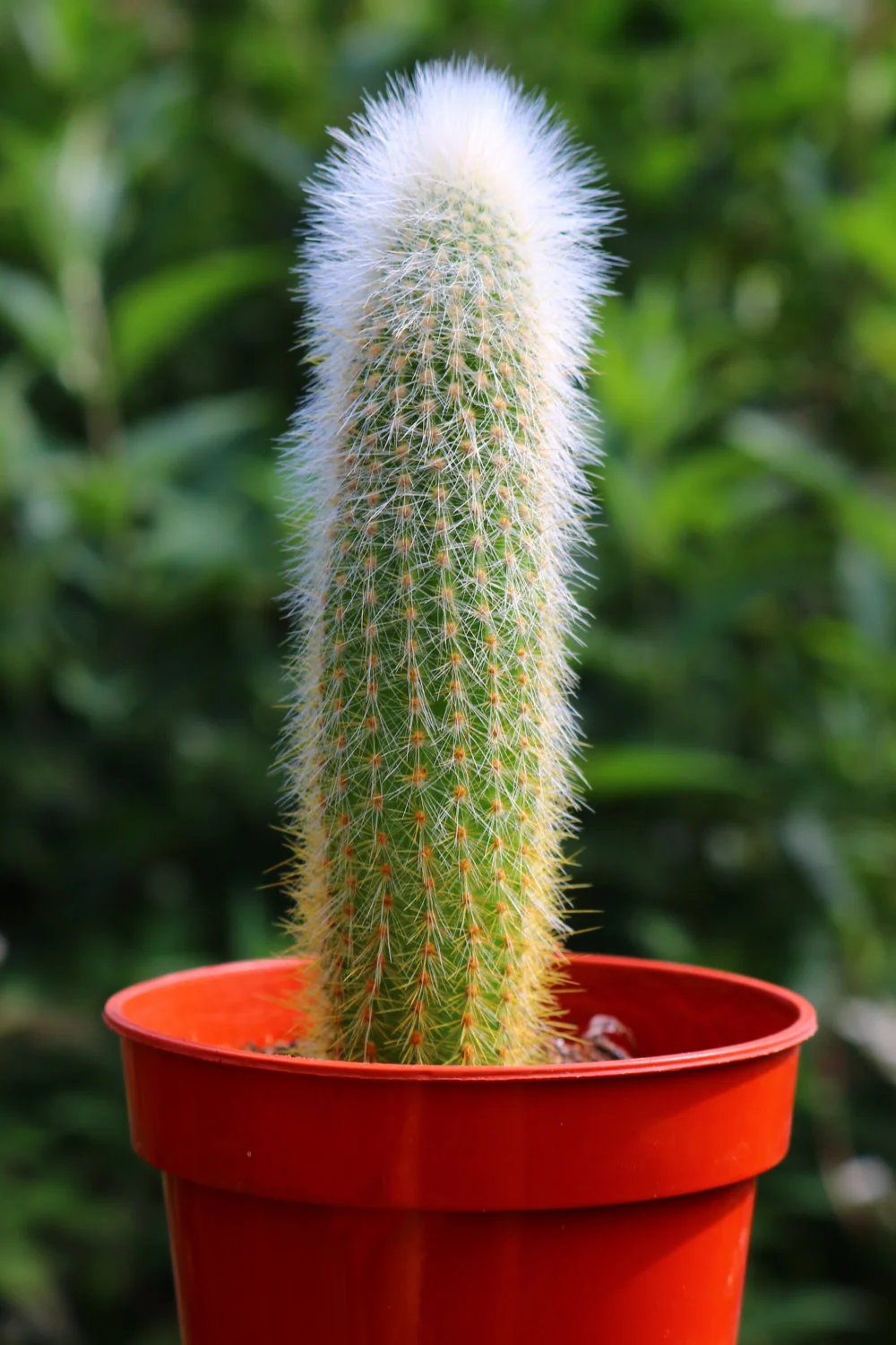 cactus no need to worry Cactus Pendant