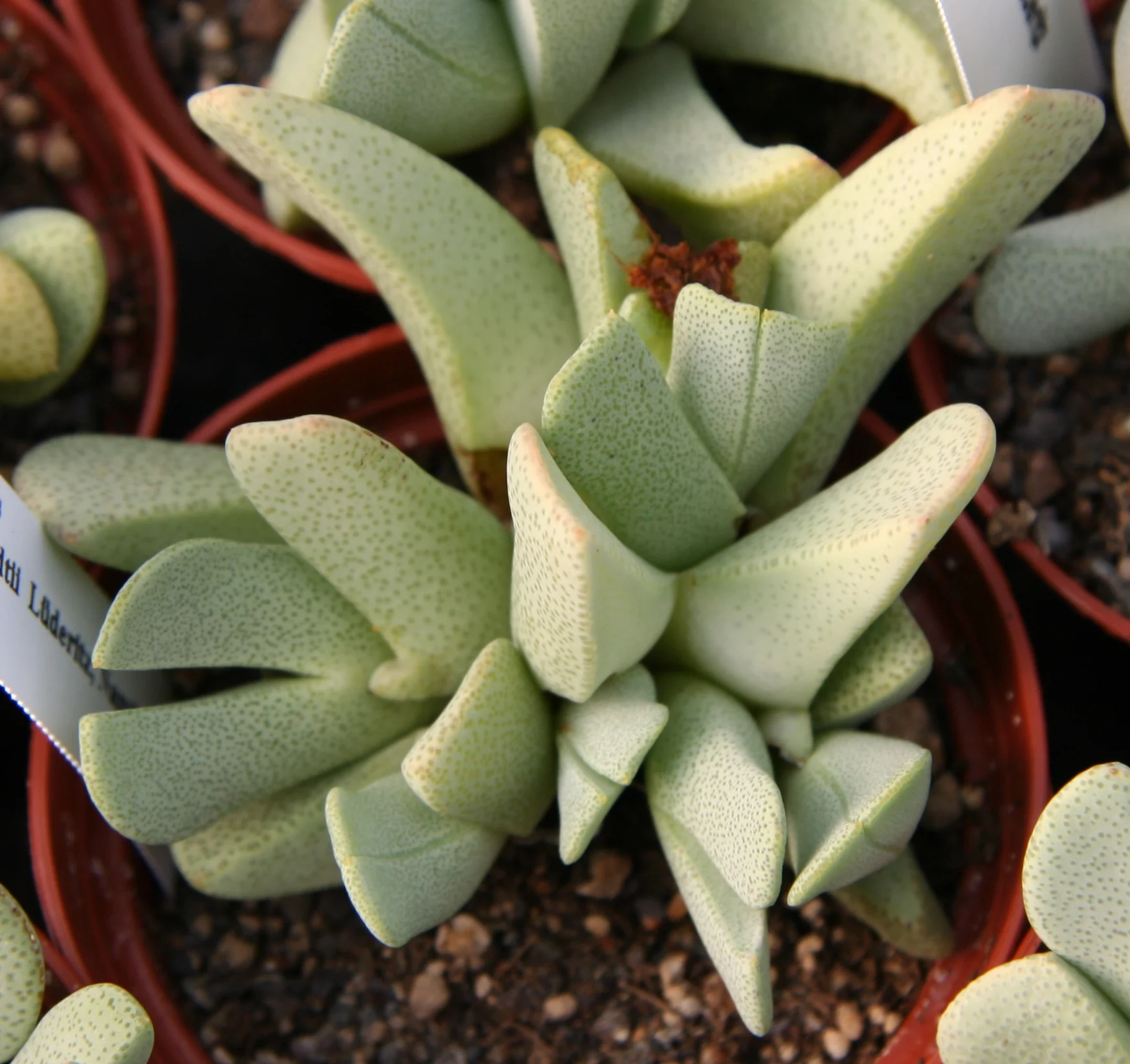 Cheiridopsis_caroli-schmidtii.jpg