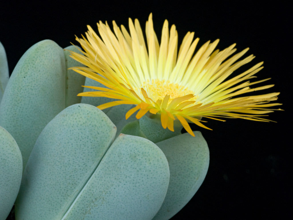 Cheiridopsis-pillansii1.jpg