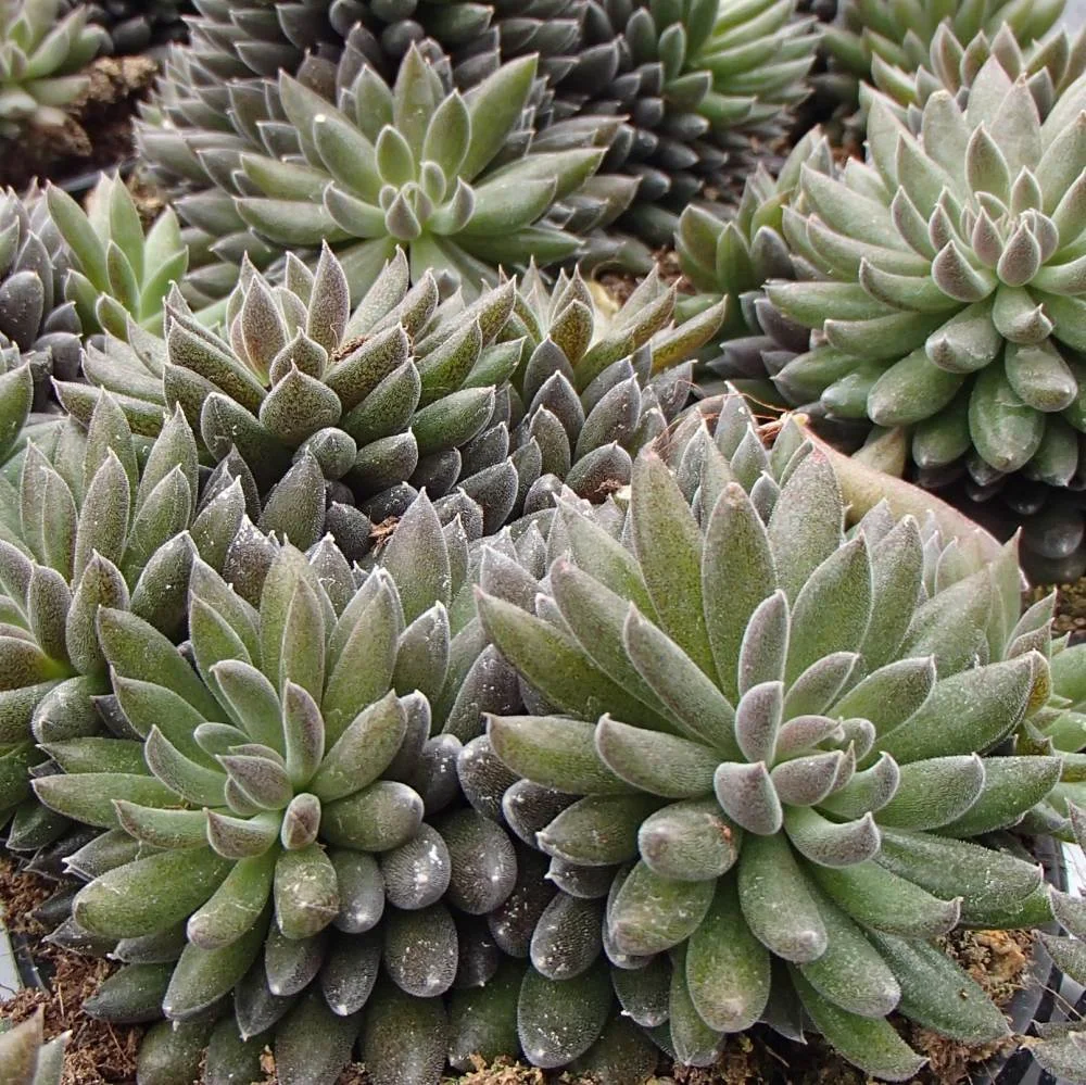 Chinese Jade - 20 seeds  rareplant