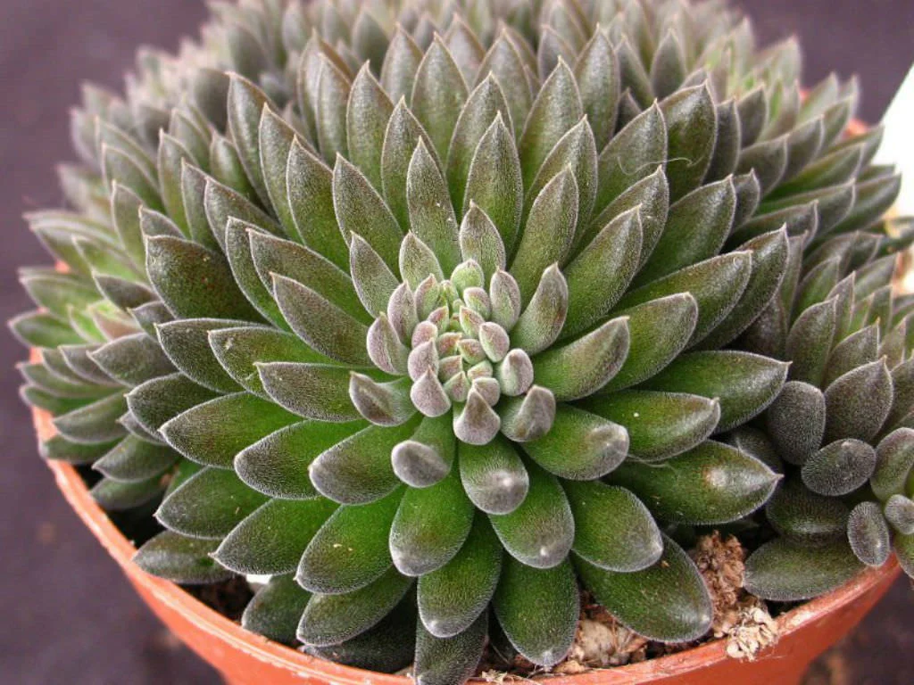 Chinese Jade - 20 seeds  rareplant