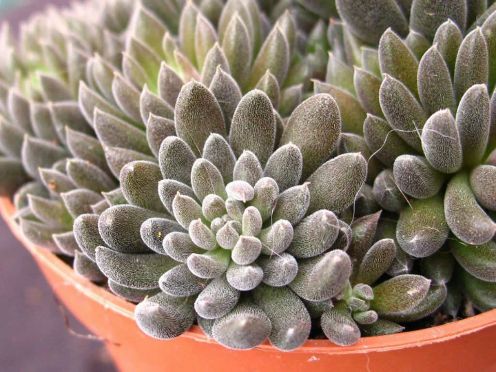 Chinese Jade - 20 seeds  rareplant