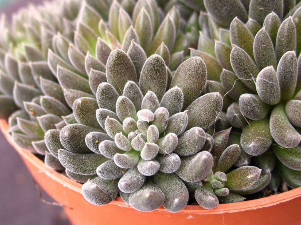 Sinocrassula-yunnanensis-Chinese-Jade3.jpg