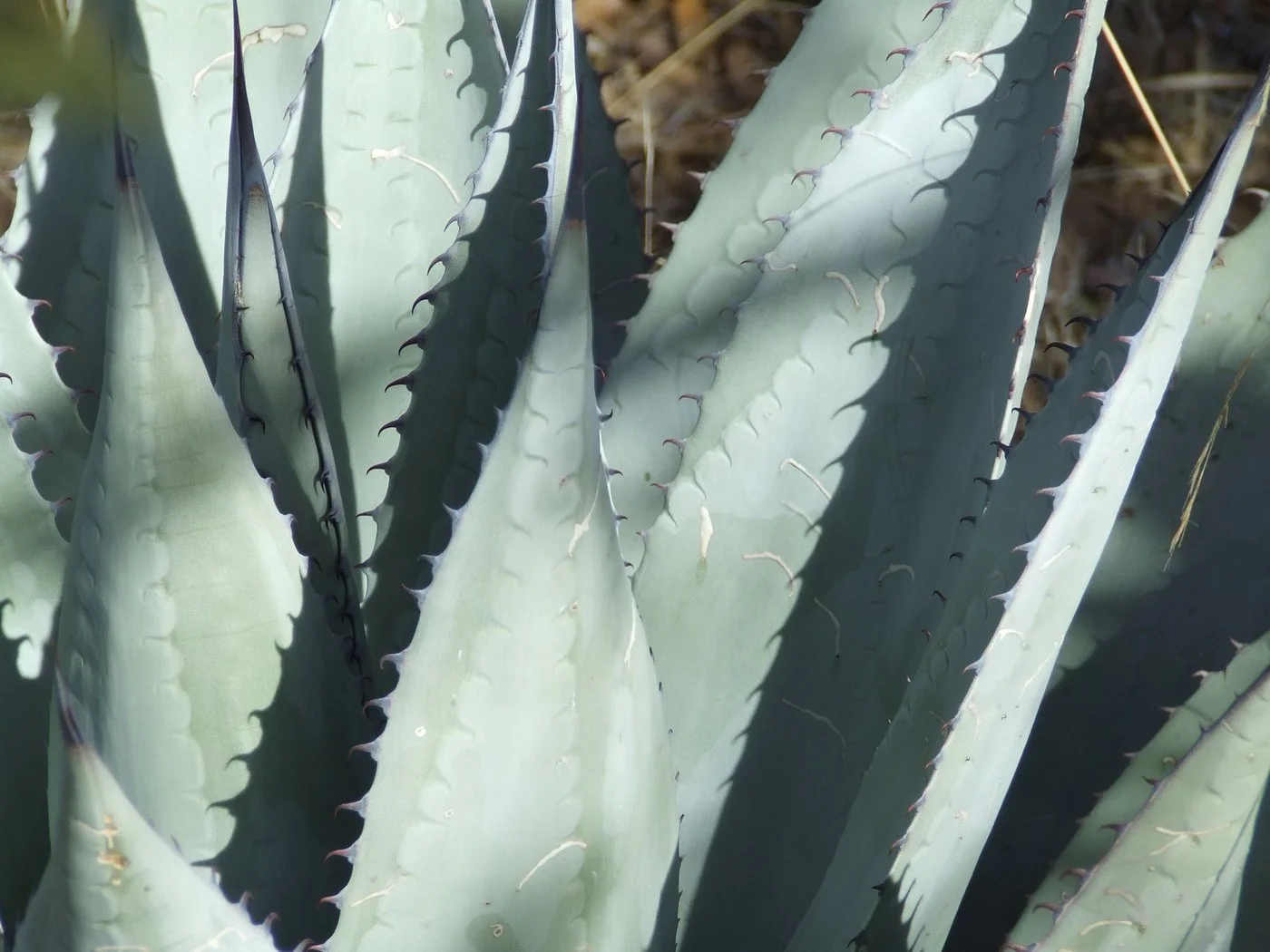 Agave havardiana - 10 seeds  rareplant