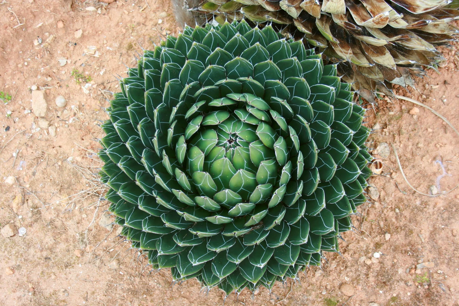 Queen Victoria Agave - 10 seeds  rareplant