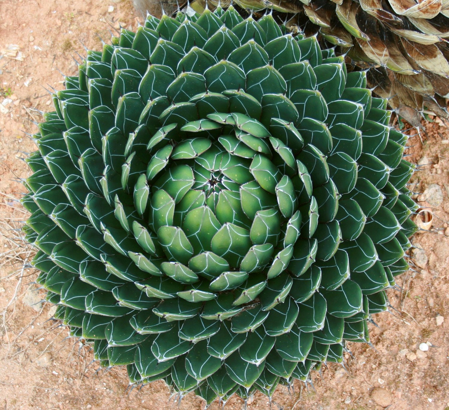 10 seeds agave whiptail ssp whiptail seed succulents Succulents