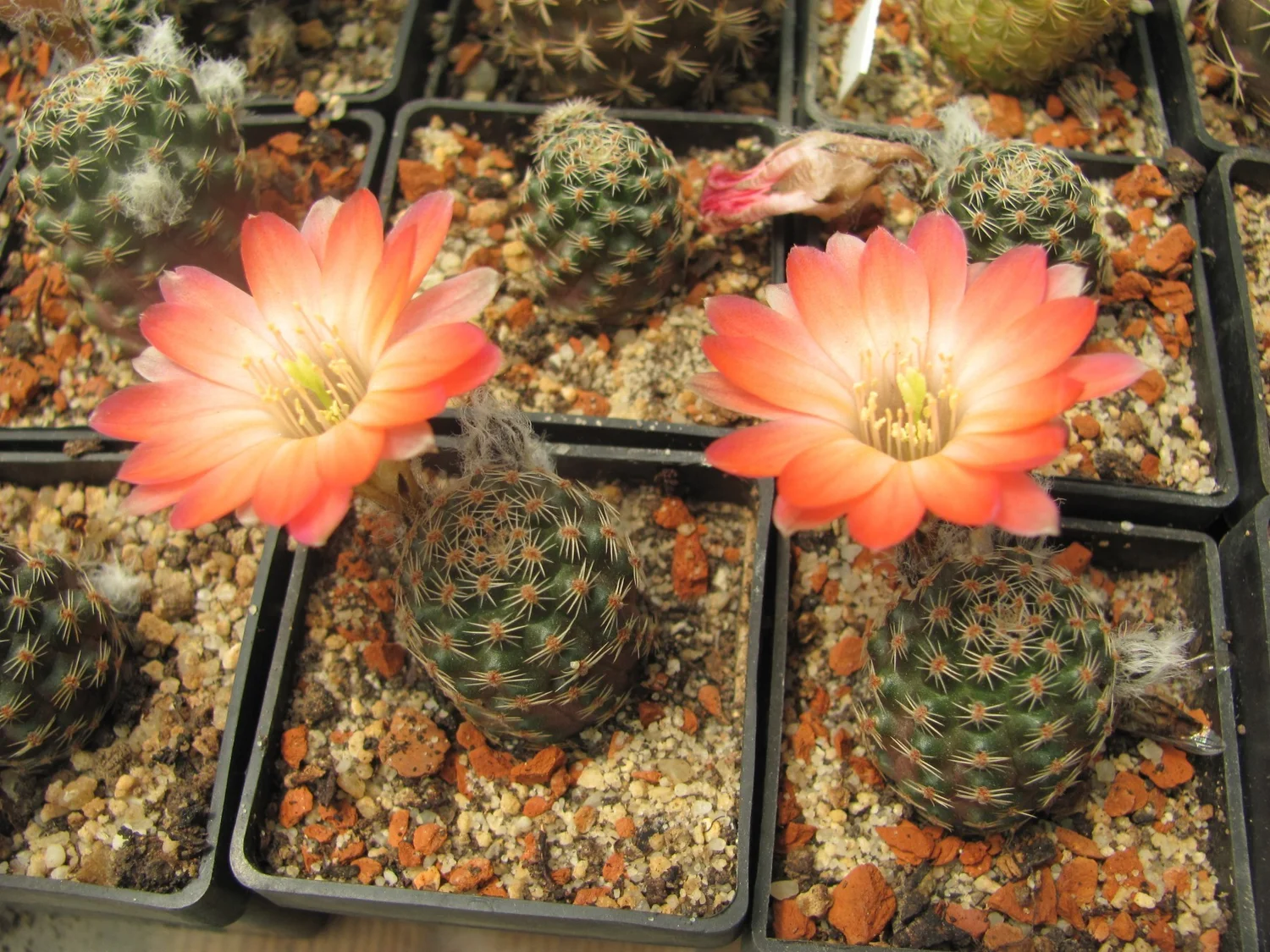 Rebutia pygmaea - 10 seeds  rareplant