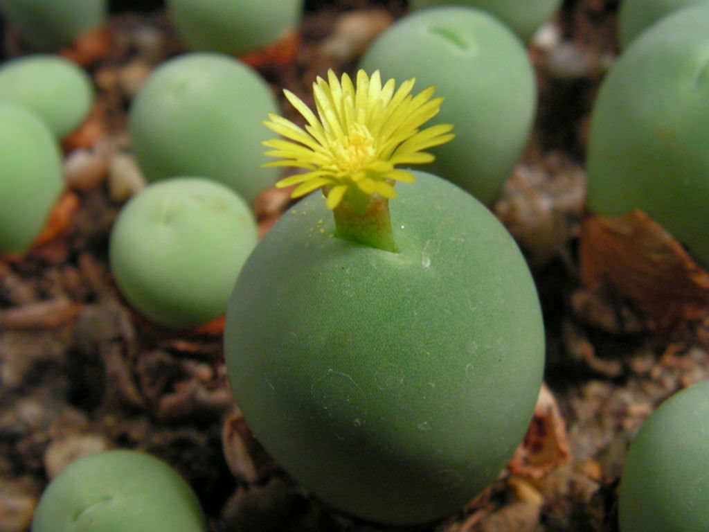 Conophytum-calculus-Marble-Buttons3.jpg