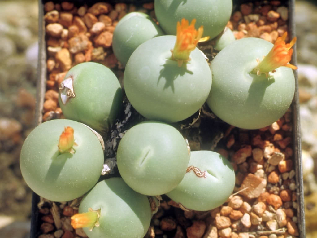 Conophytum-calculus-Marble-Buttons1.jpg