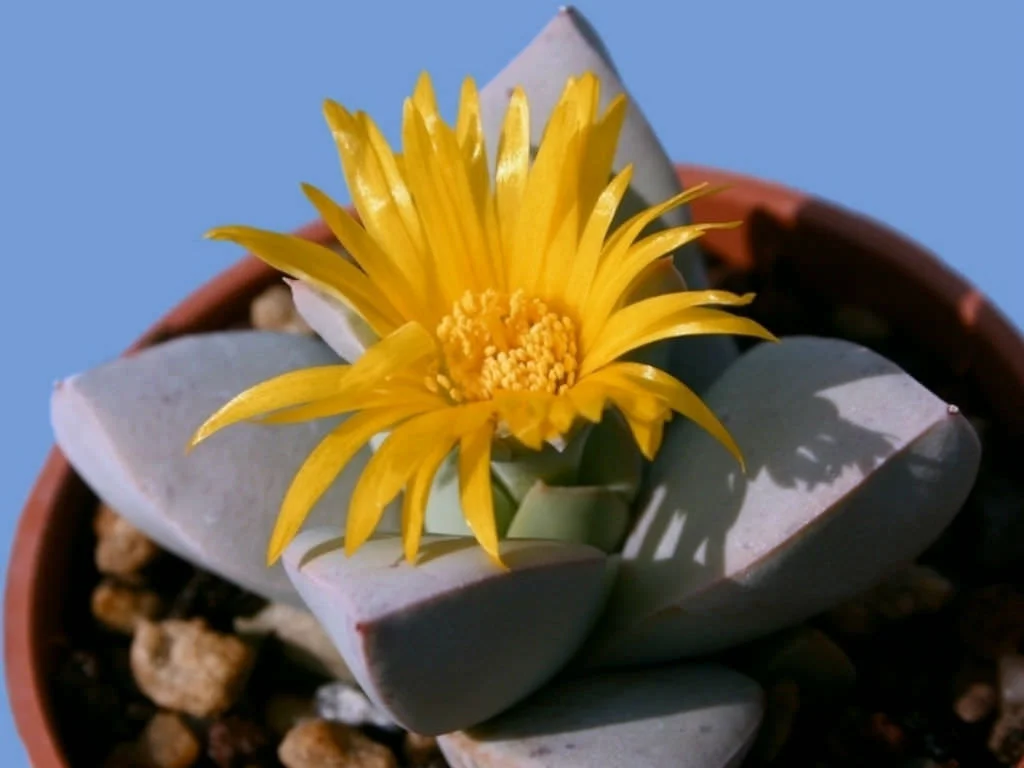 Schwantesia-loeschiana3.jpg