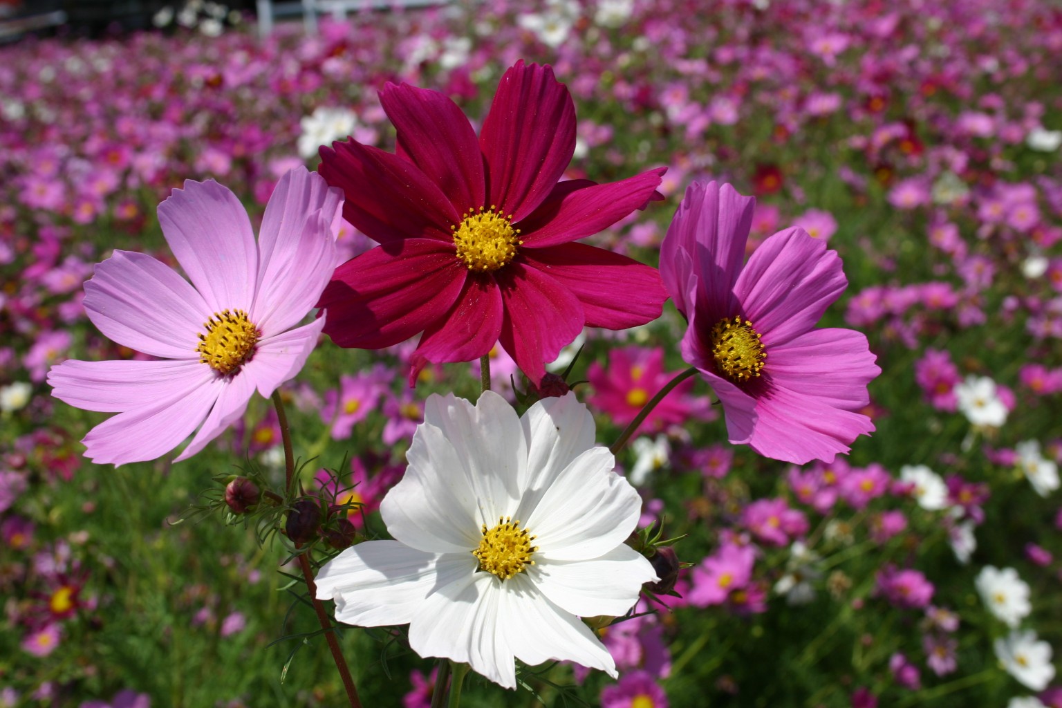50 SEEDS 50 COSMOS BIPINNATUS DWARF MIX SEEDS WHITE PURPLE PINK FLOWERS 50 SEEDS 50 COSMOS BIPINNATUS DWARF MIX SEEDS WHITE PURPLE PINK FLOWERS