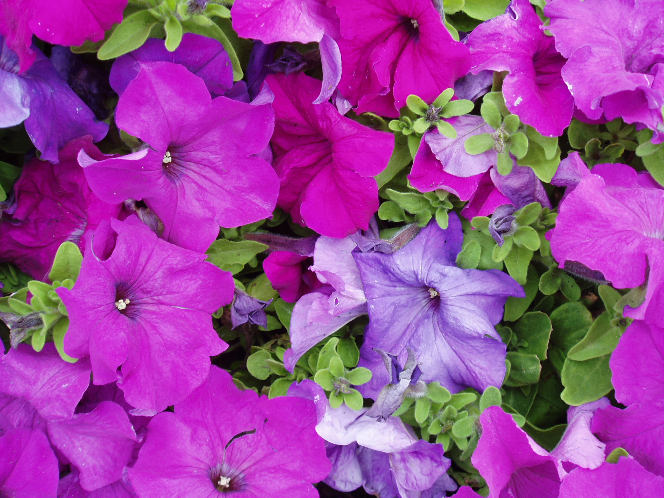 Petunia_LimboViolet-2004.jpg