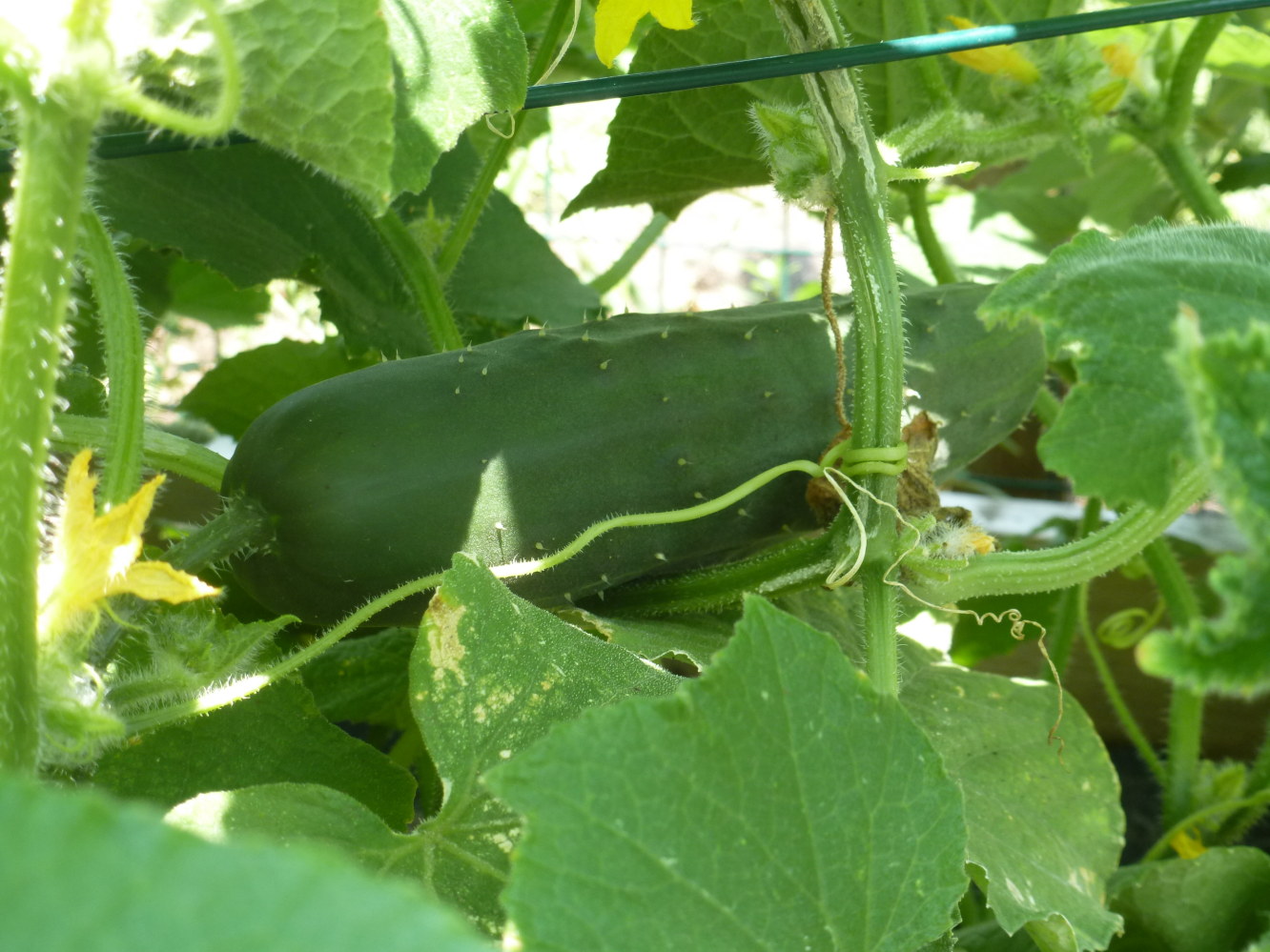 marketmore-cucumber-seeds.jpg