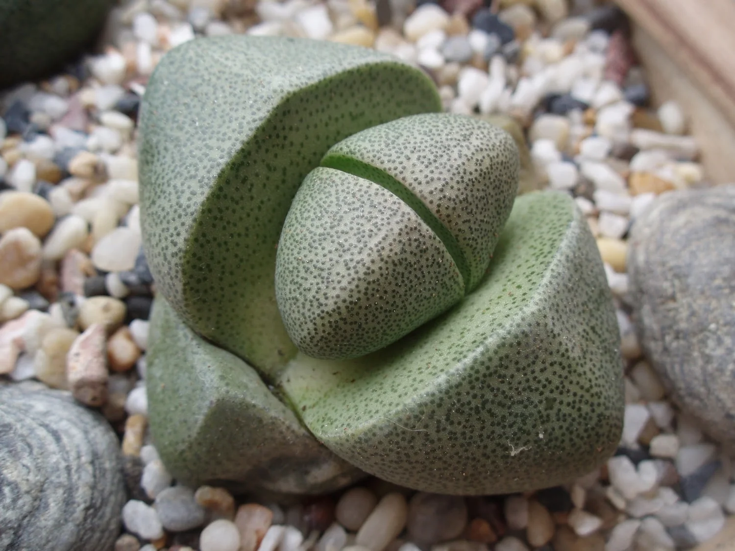 succulent sunshine Succulent Sunshine main image 0