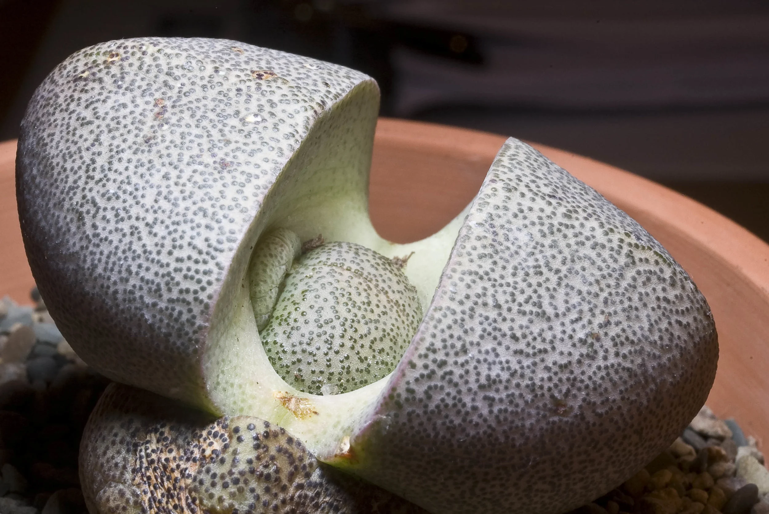 pleiospilos-nelii-bought-2011-09-xx-photo-2011-12-29-22-27-57.jpg