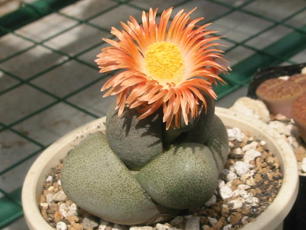 Pleiospilos-nelii-Split-Rock3.jpg